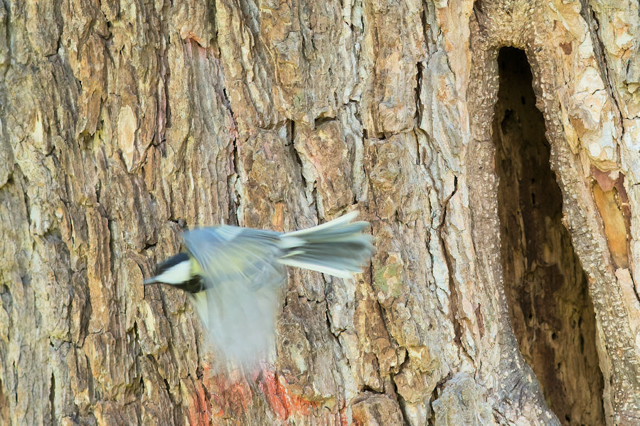 Kohlmeise beim Abflug aus ihrem Nest im Baum