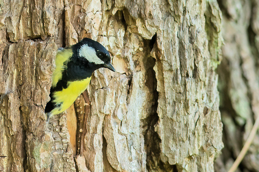 Kohlmeise kommt aus ihrem Nest im Baum