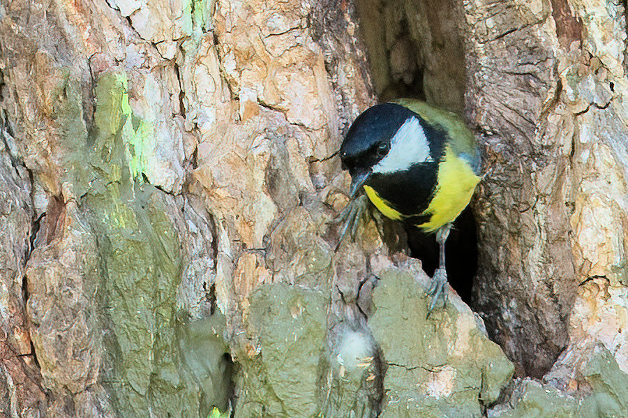 Kohlmeise kommt von ihrem Nest im Baum