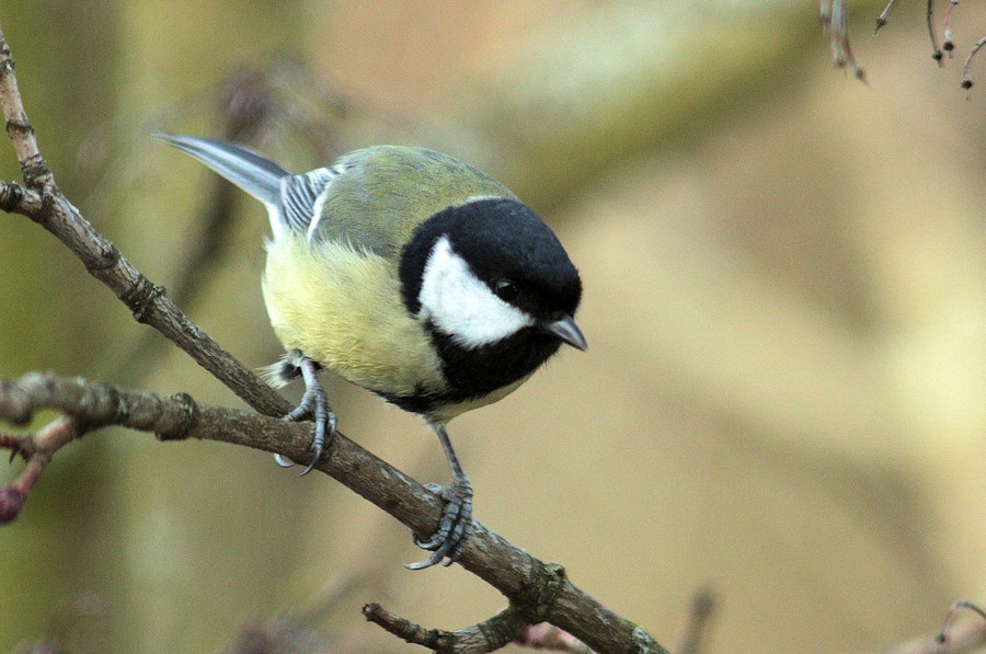 Kohlmeise