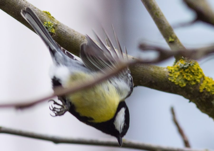 Kohlmeise-beim-Abflug