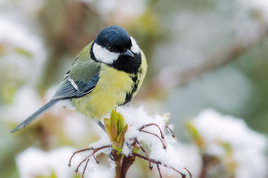 Kohlmeise im Schnee