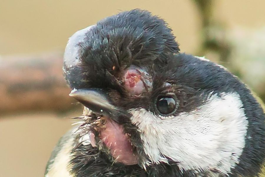 Kohlmeise mit Dachschaden