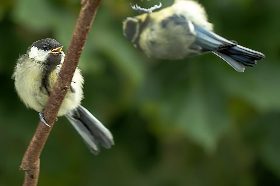 Kohlmeise und Blaumeise