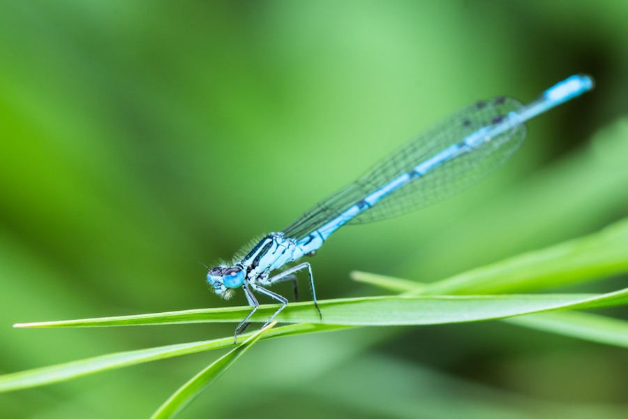 Blaue Federlibelle