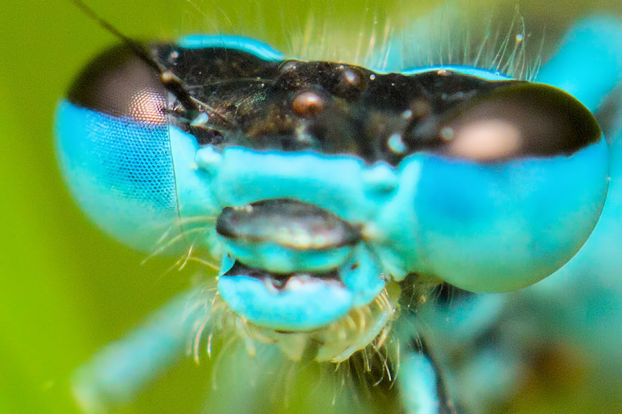 Kopf einer Libelle