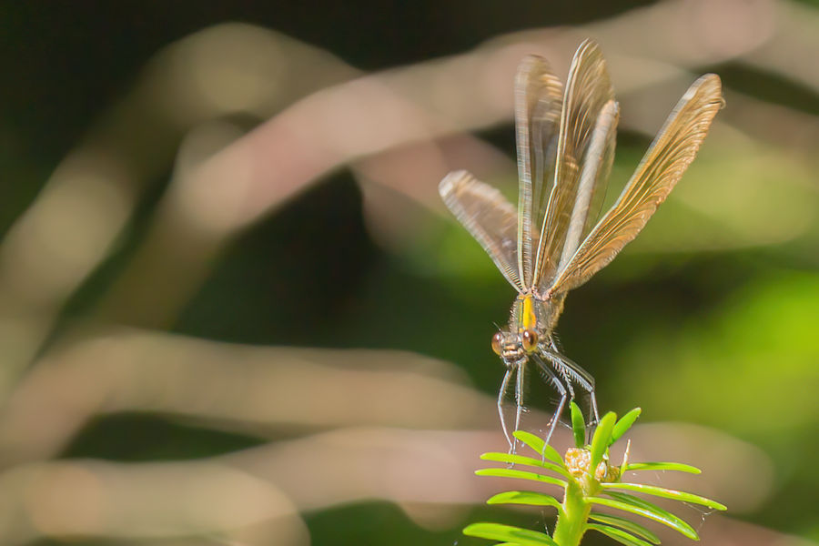 Libelle