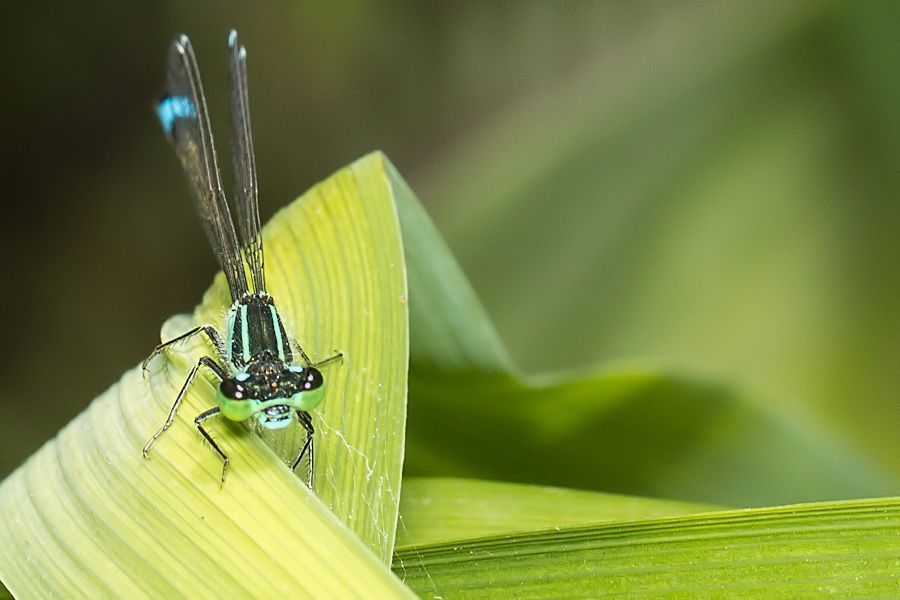 Blaue Federlibelle