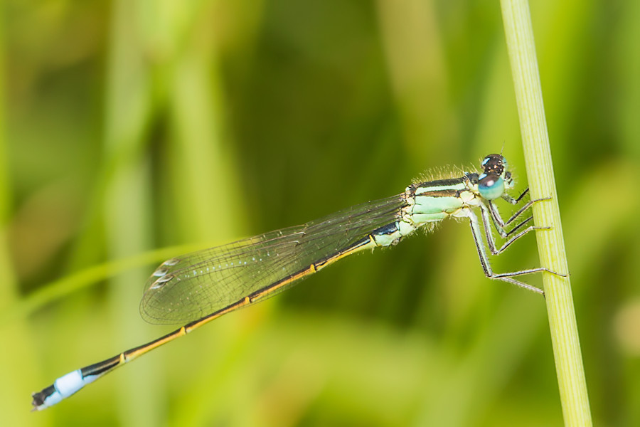 Blaue Federlibelle