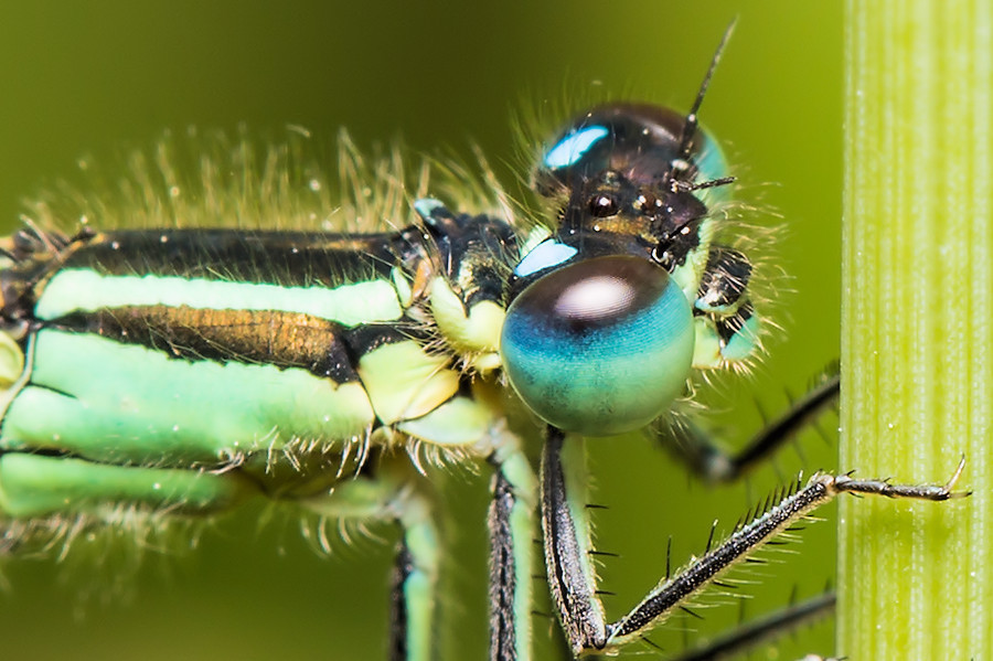 Blaue Federlibelle