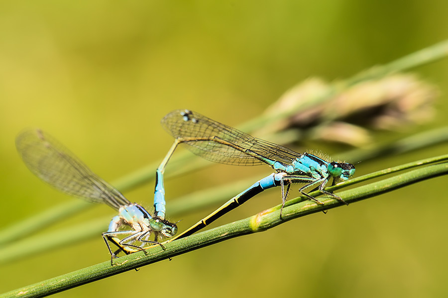 Blaue Federlibellen