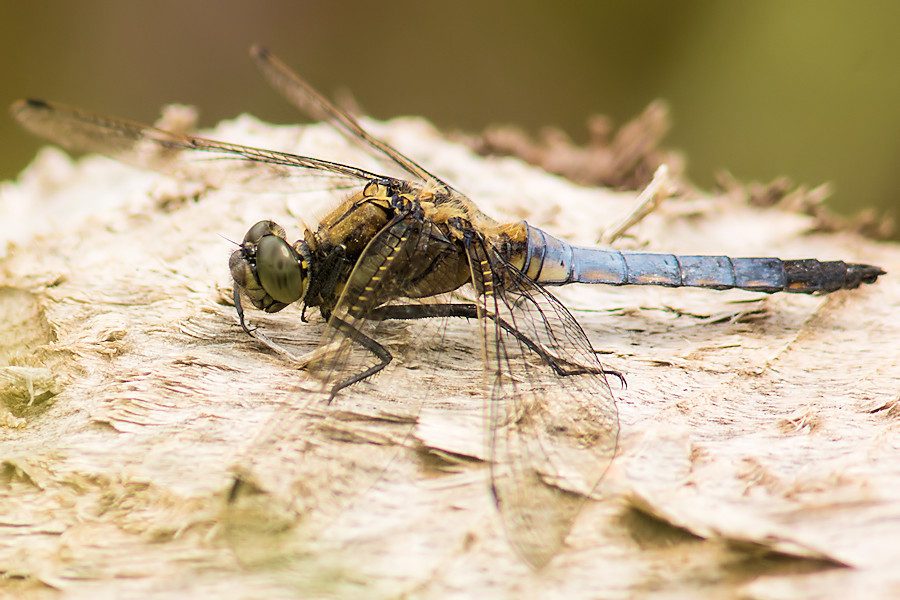 Grosser Blaupfeil Libelle