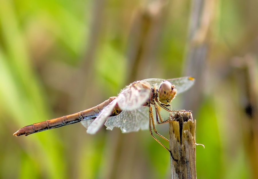 Libelle