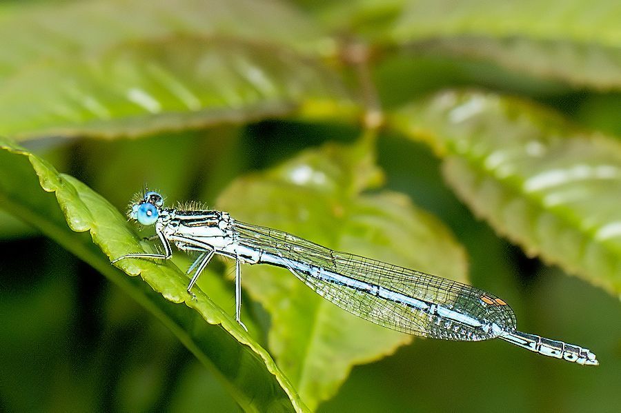 blaue Federlibelle