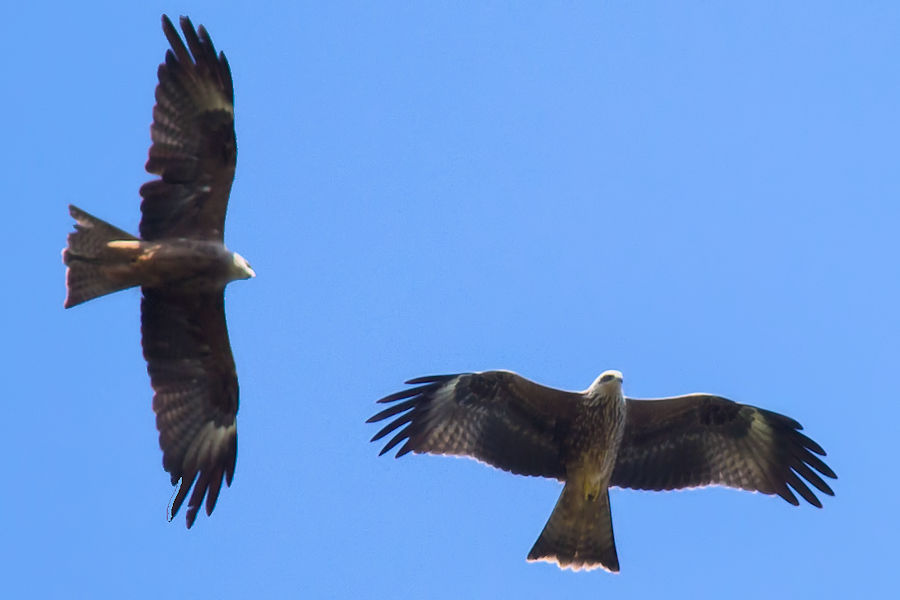 Zwei Schwarzmilan im Flug