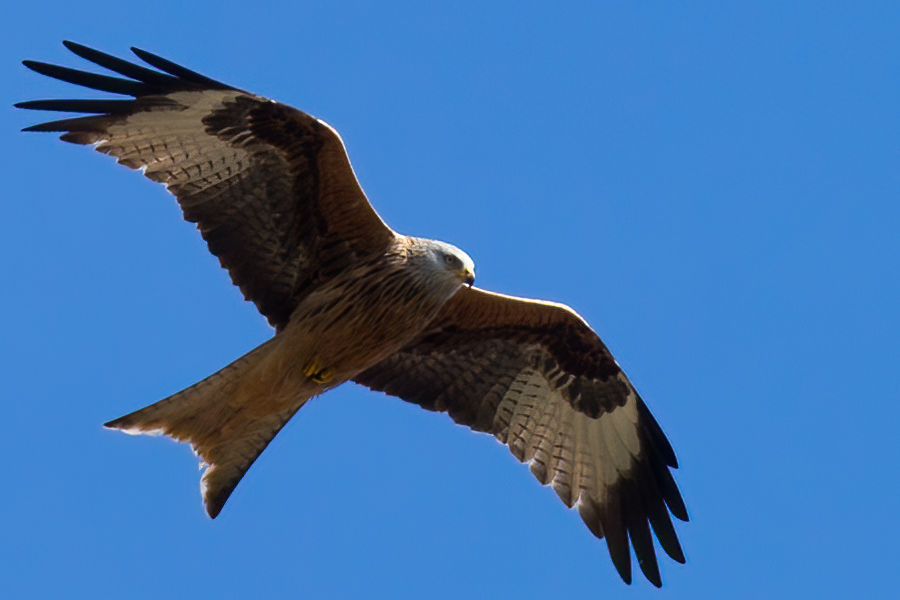 Roter Milan