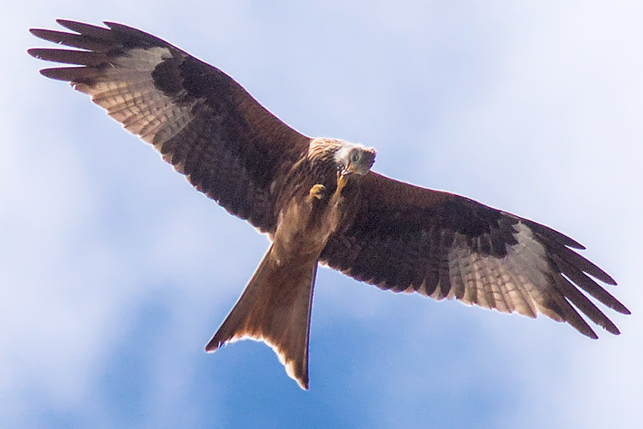 Milan im Flug bei der Fusspflege