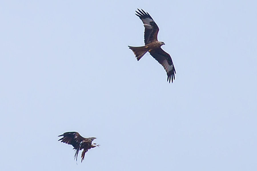 Roter Milan und Bussard