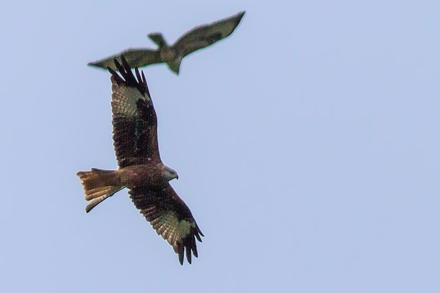 Rotmilan und Bussard