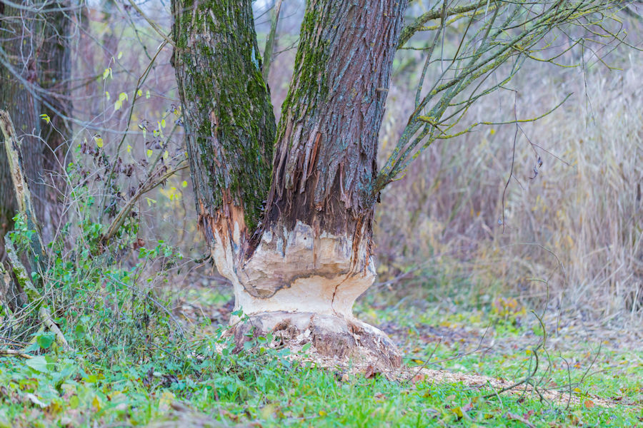 Biber Frassspuren beim Ahlbach