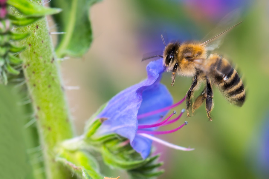Biene im Flug vor Blauer Natterkopfblüte