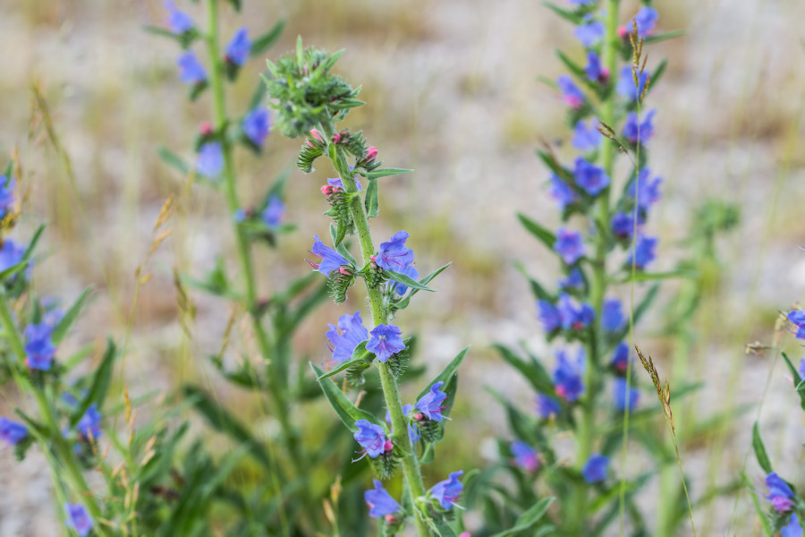 Blauer Natternkopf