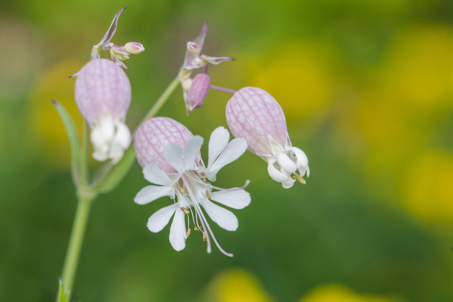 Blüte