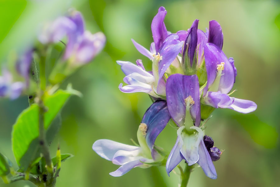 Blüte