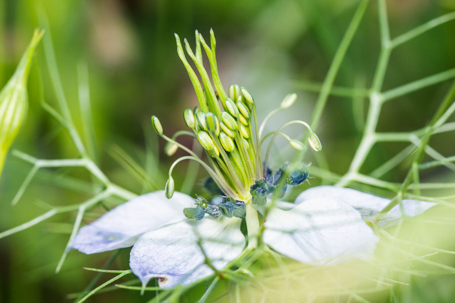 Blüte