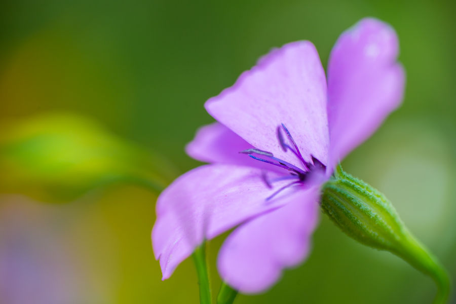 Blüte