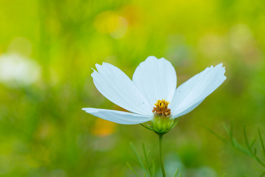 Blüte