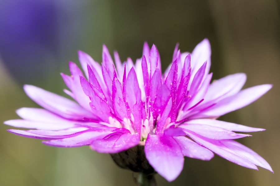 Blüte