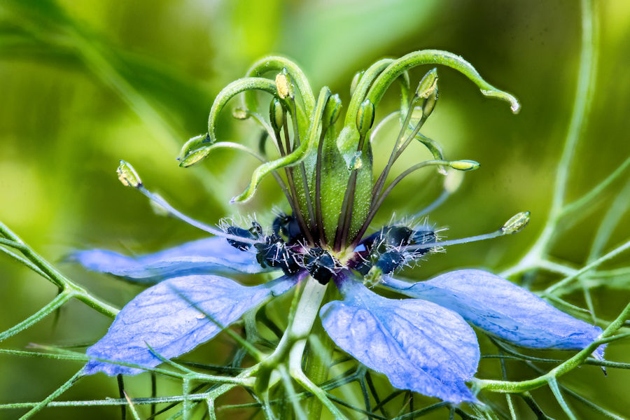 Blüte