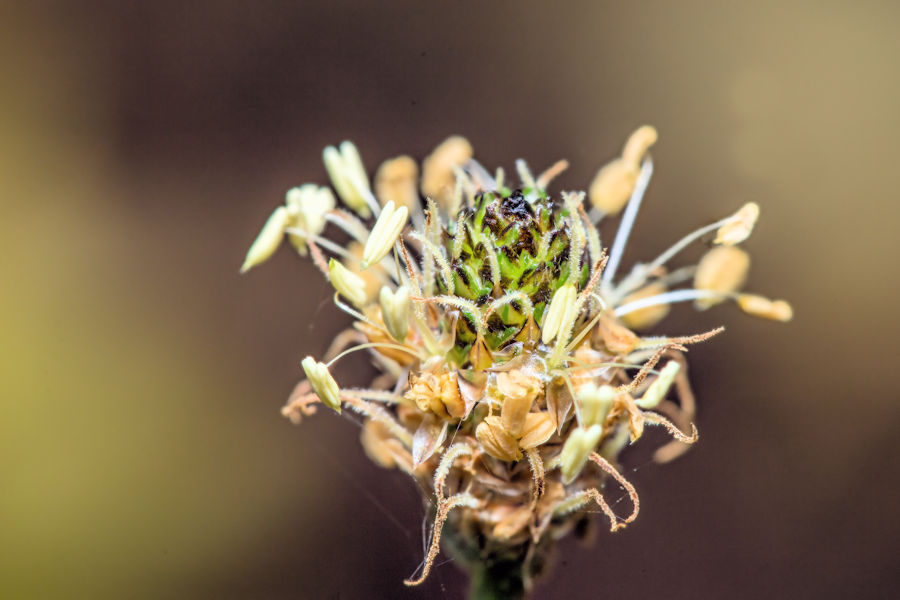 Blüte