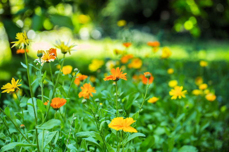 Blumenbeet mit Ringelblumen