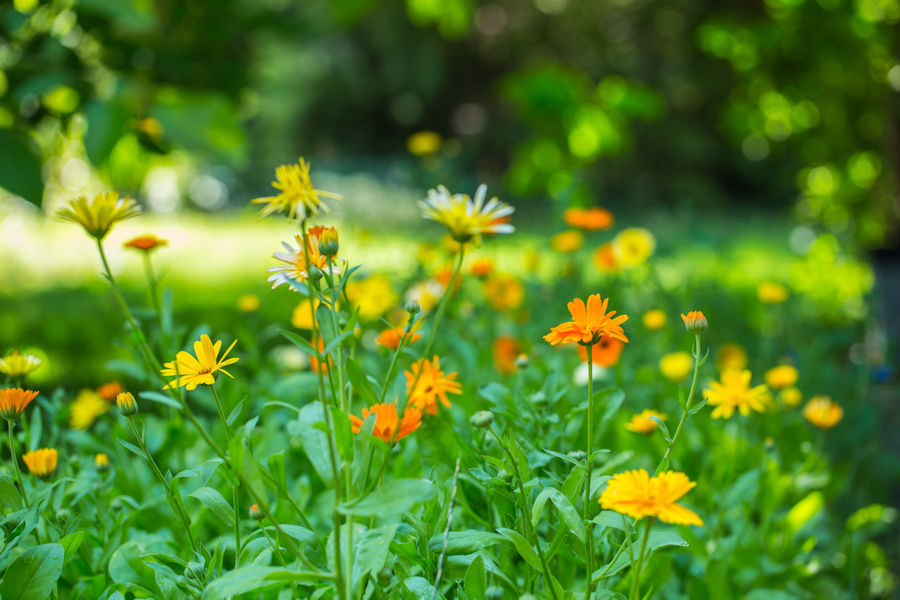 Blumenbeet mit Ringelblumen