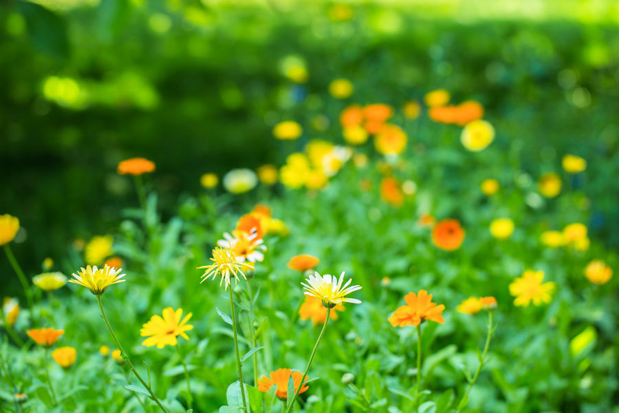 Blumenbeet mit Ringelblumen