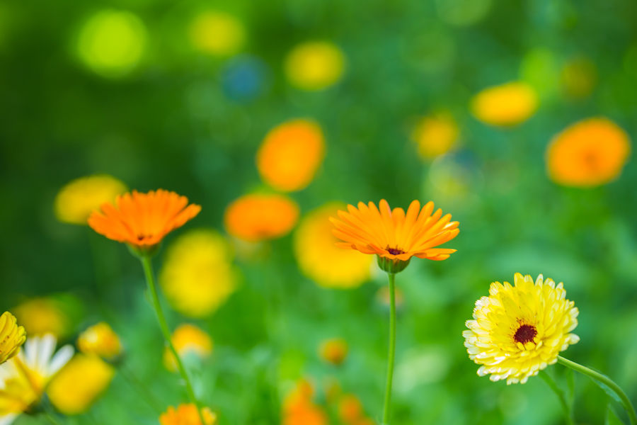 Blumenbeet mit Ringelblumen