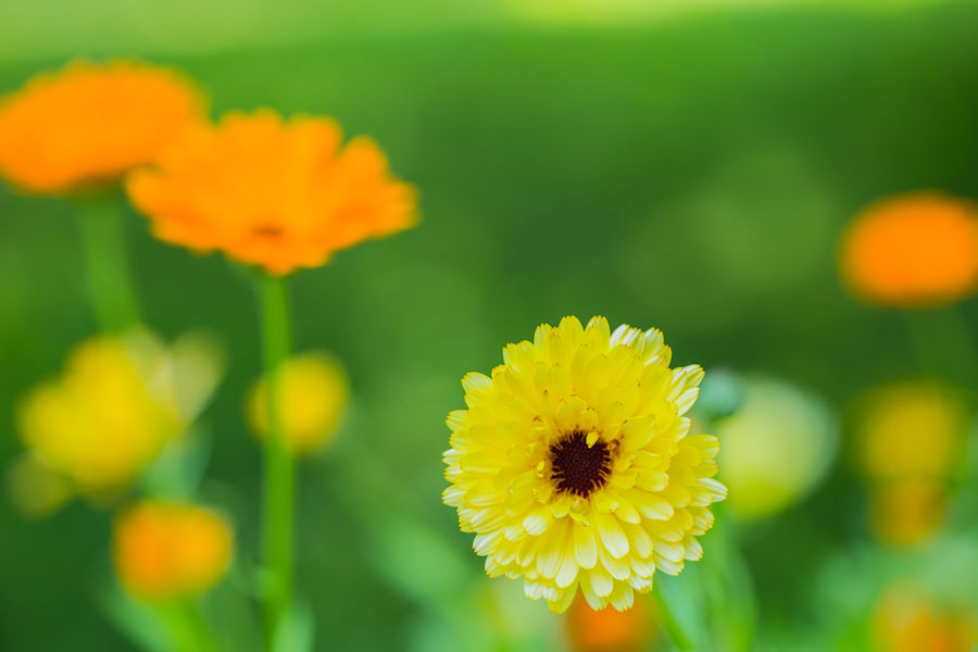 Blumenbeet mit Ringelblumen