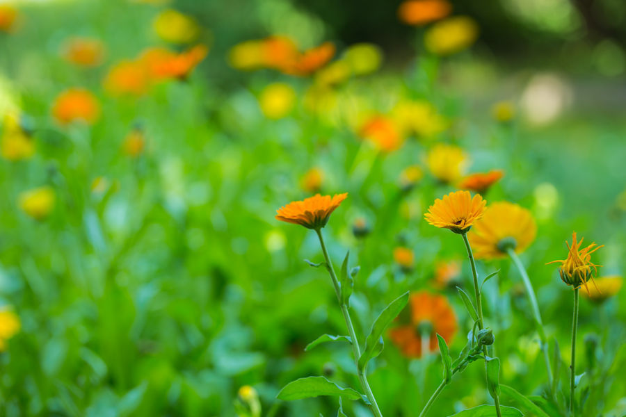 Blumenbeet mit Ringelblumen