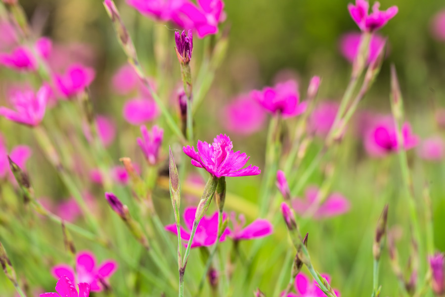 Blumenwiese