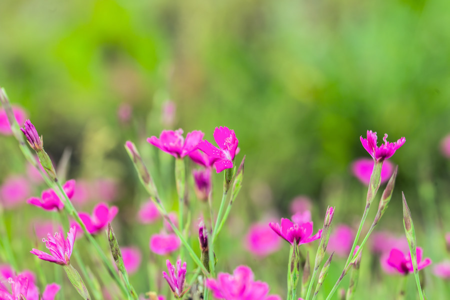 Blumenwiese