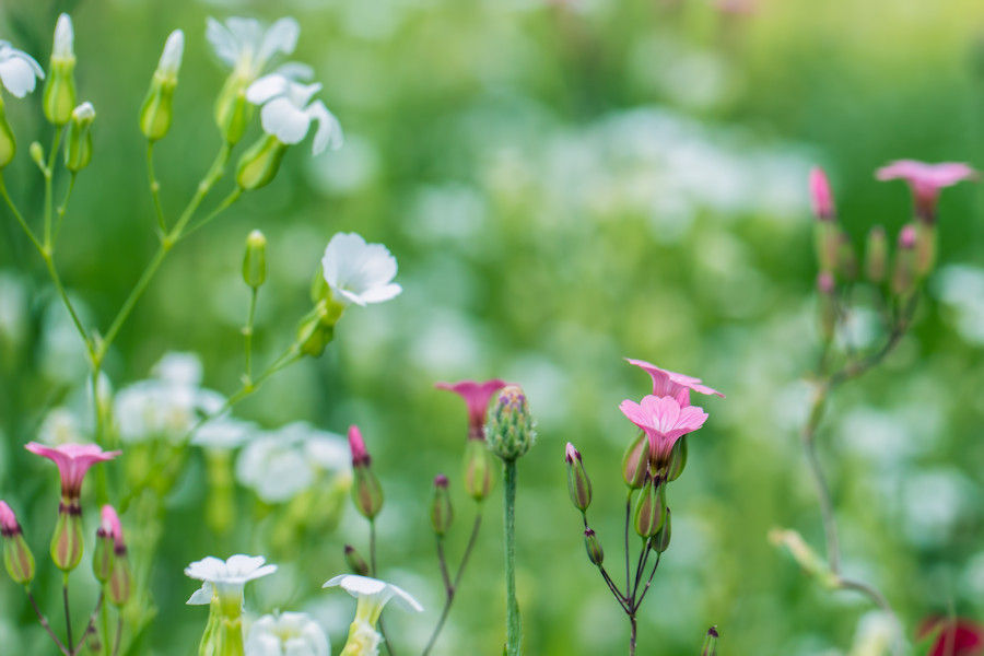Blumenwiese
