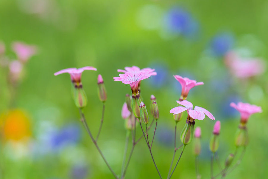 Blumenwiese