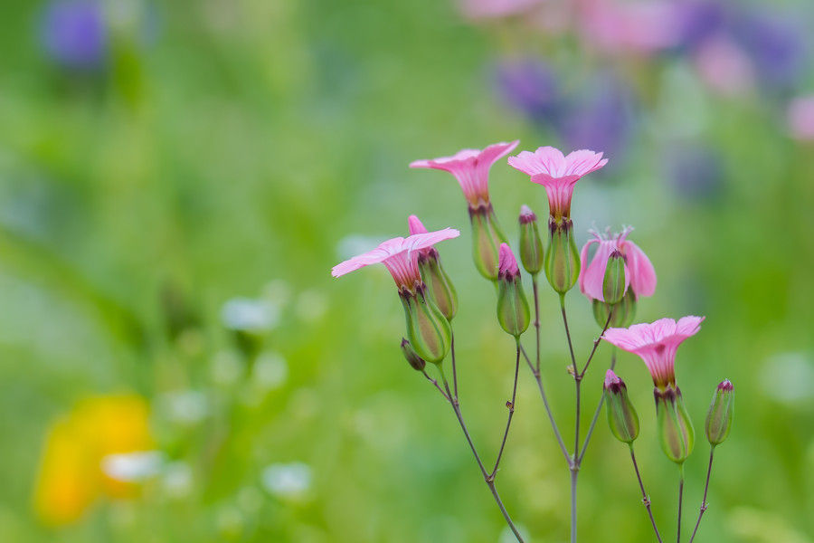 Blumenwiese