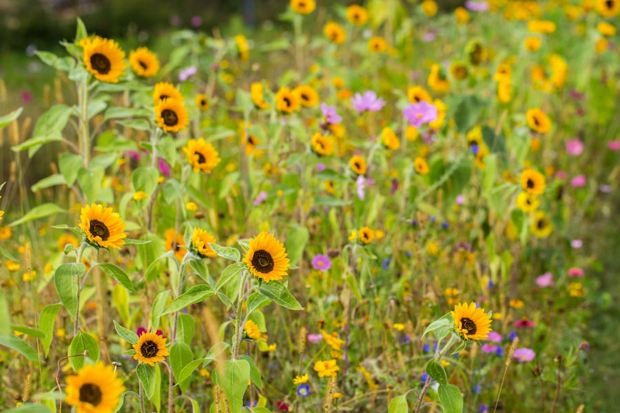 Blumenwiese mit Sonnenblumen