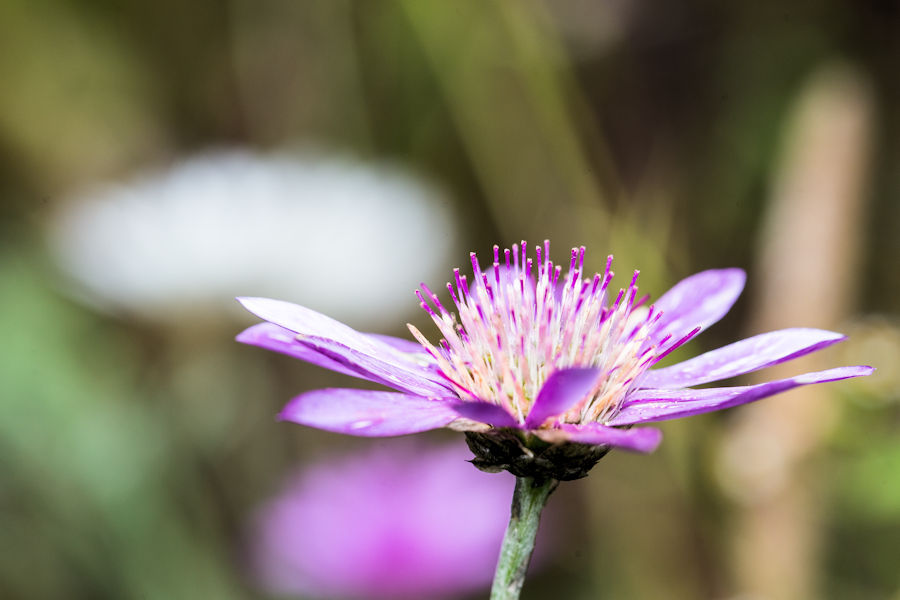 BlÃ¼te
