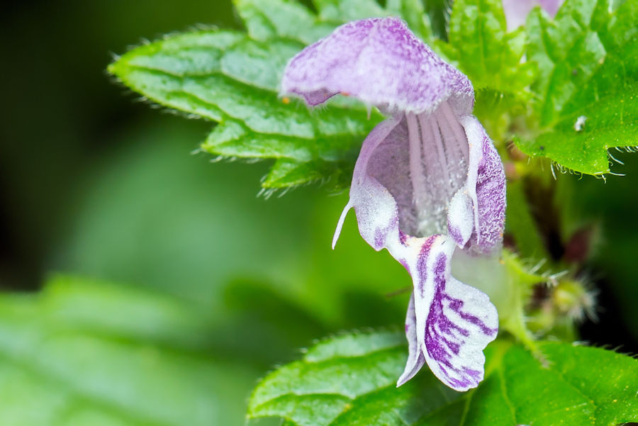 Brennnesselblüte