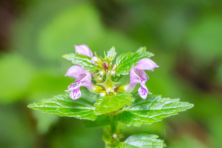 Brennnesselblüte mit kleiner Besucherin