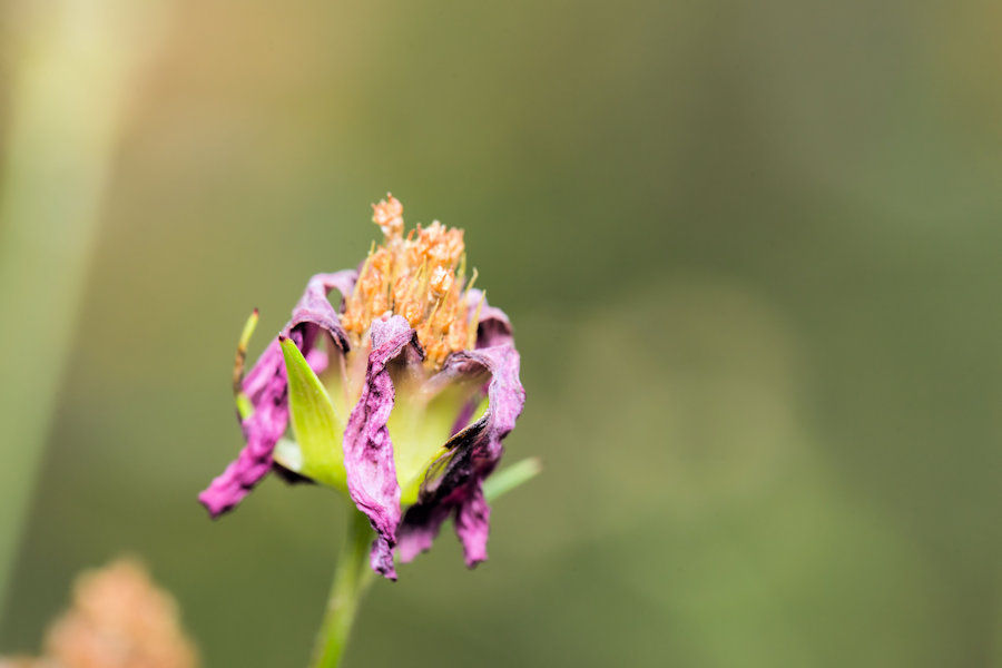 Cosmea Verblüht